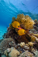 Coral reef fish in the Red Sea, Egypt