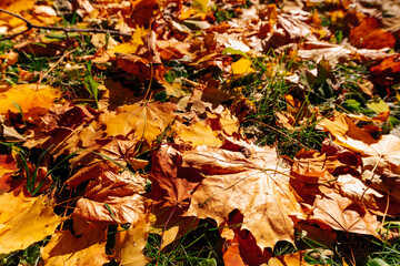 Beautiful autumn park. Forest in Autumn