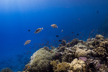 Coral reef fish in the Red Sea, Egypt