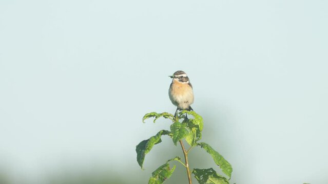 European songbird Whinchat, Saxicola rubetra perched on bush on a summer morning in Estonia	