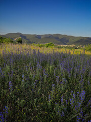Fototapeta na wymiar alpine landscape with flowers blooming in idyllic fields and mountain
