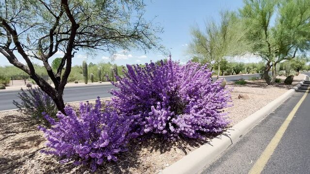 Bright purple colored bush called Texas Purple Sage. Arizona Sonoran desert plant.
