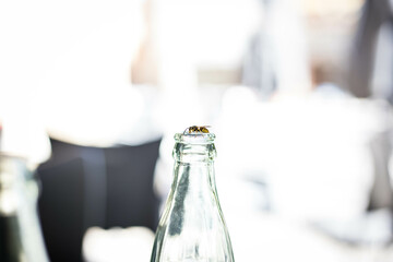 Une guêpe sur une bouteille en verre