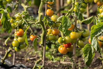 Fresh ripe natural, organic and delicious red tomatoes hanging on the vine of a tomato plant in the garden or greenhouse