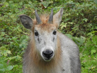 二ホンカモシカ