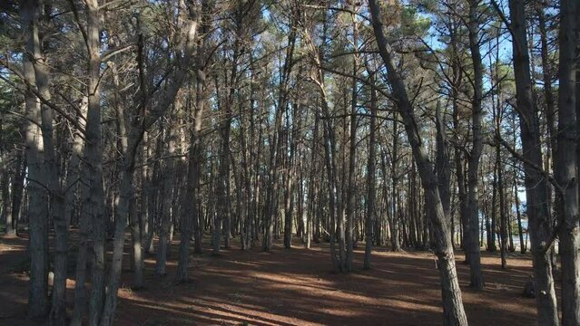 Pine forest on a cinematic shoot with aerial drone on the beach of el Canelo on Algarrobo, quinta regi&oacute;n de San Antonio, Chile