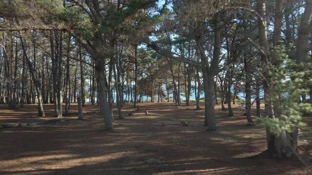 Pine forest on a cinematic shoot with aerial drone on the beach of el Canelo on Algarrobo, quinta regi&oacute;n de San Antonio, Chile, Febuary 2022