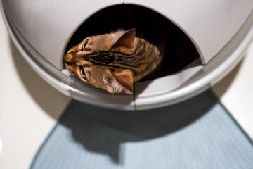 Automatic toilet for cats. Pet gadgets