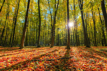 Beautiful autumn park. Forest in Autumn