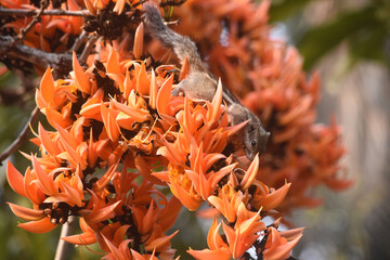 the squirrel hold on palash flower in the morning