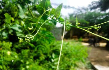 Cucurbit plants and  green nature