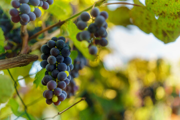 Row of vineyards with blue grapes in autumn day.