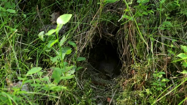 A small Robin chick waiting for food in a nest during a summer evening in Estonian forest