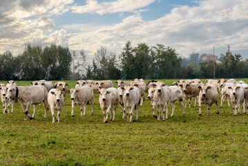 Fototapeta na wymiar Piedmontese Fassona breed cows grazing in the countryside near Fossano, Cuneo province, Piedmont, Italy