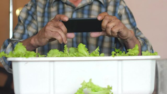an elderly man in his 70s photographs a green salad growing in a flower box on a smartphone while at home. A pensioner blogs about his passion for growing vegetables and herbs on the windowsill.