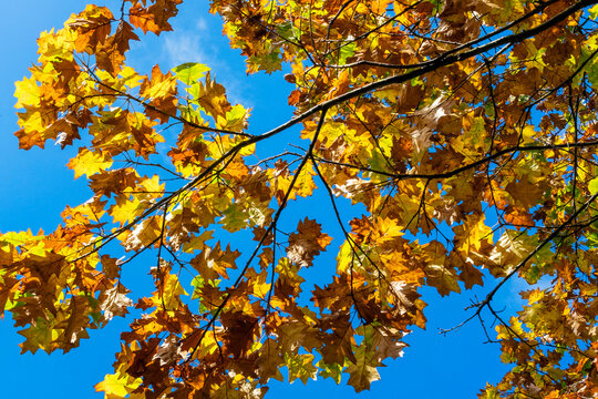 Northern Red Oak tree branch with its brown and yellow leaves in golden autumn fall colour in November, stock photo image