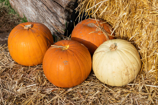 Pumpkin (cucurbita) an orange winter vegetable squash used for a Halloween display, stock photo image