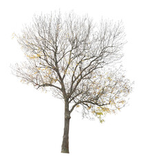 tree isolated on white background. single autumn tree isolated on white background.