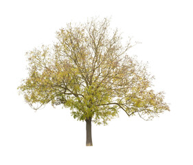 tree isolated on white background. single autumn tree isolated on white background.