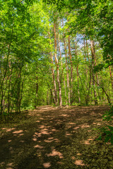 Fototapeta premium Dense green forest for cycling