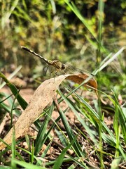 dragonfly on a grass || vinay photography