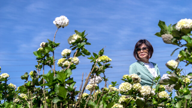 Low Angle View Of Woman Standing Amidst Hydrangea Flowers