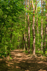 Road for cycling in a green forest
