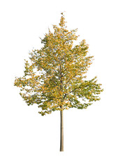 Fototapeta premium tree isolated on white background. single autumn tree isolated on white background.