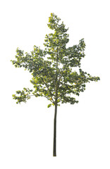 tree isolated on white background. single autumn tree isolated on white background.