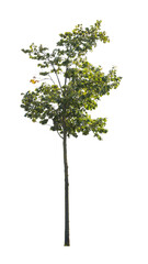 tree isolated on white background. single autumn tree isolated on white background.