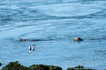 Freilebende Seehunde am Brouwersdam in Zeeland