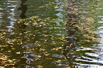 leaves in water