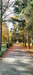 Fototapeta na wymiar path in autumn park Jesień w parku, aleja 
