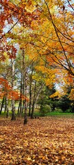 Fototapeta na wymiar autumn in the forest Jesień w parku 