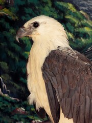 a white-bellied sea eagle. a bird of prey. the species is largely found in southern asia, southeast asia and australia coasts.

