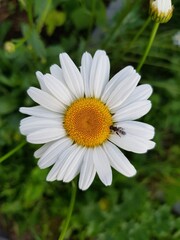 Obraz premium Fly sits on a white daisy