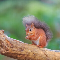 Red Squirrel in woodland