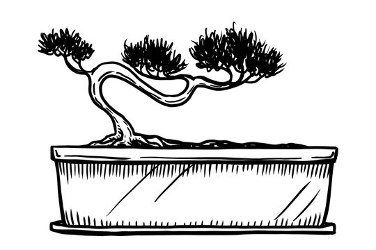 recommend clip art: Bonsai vector illustration on white background