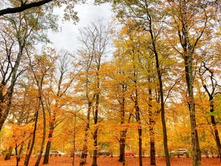 Autumn forest and colourful trees in the park. Colourful leaves on trees and on the ground. Bench in the park in trees. Red, orange and yellow leaves and trees. Sunny day walking in the park. 
