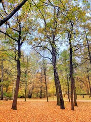 Fototapeta premium Autumn forest and colourful trees in the park. Colourful leaves on trees and on the ground. Bench in the park in trees. Red, orange and yellow leaves and trees. Sunny day walking in the park. 
