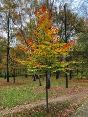Fototapeta premium Autumn forest and colourful trees in the park. Colourful leaves on trees and on the ground. Bench in the park in trees. Red, orange and yellow leaves and trees. Sunny day walking in the park. 