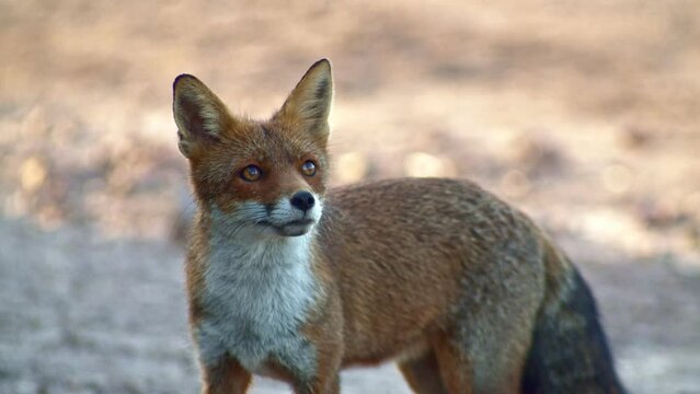 Red Fox in alert, sniffs surroundings, looking for food, tracking shot, day