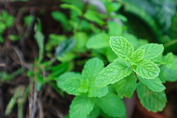 Peppermint in the garden