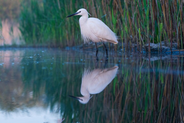 Little egret (Egretta garzetta)