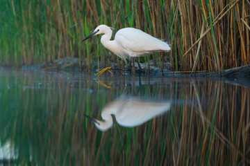 Little egret (Egretta garzetta)