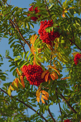 berries on a tree