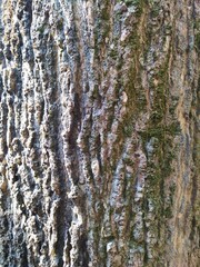 Fototapeta premium A close view of wood apple tree 