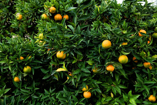 Mandarinen am Baum