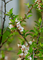 bee on a branch