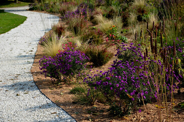 flowering asters in flower bed form a monoculture, a carpet of flowers. behind taller grass. garden...